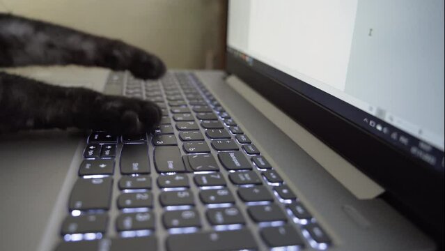 cat paws are typing on a laptop keyboard. Side view
