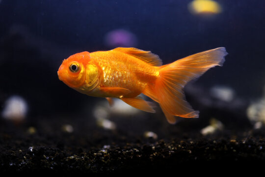 goldfish in an aquarium on a dark background.  Carassius auratus different colors.