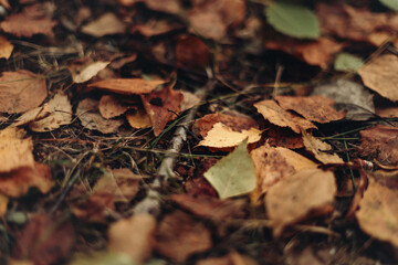 Autumn yellow leaves on the ground close up