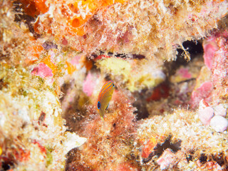 美しいメガネスズメダイ（スズメダイ科）の幼魚。

静岡県伊豆半島賀茂郡南伊豆町中木から渡し船で渡るヒリゾ浜にて。
2023年10月28日水中撮影。

The Beautiful Speckled damsel juvenile. 

HIRIZO Beach, Nakagi, South IZU, Kamo-gun, Izu Peninsula, Shizuoka, Japan,
Photo Ta