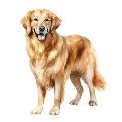 Golden Retriever dog breed watercolor illustration. Cute pet drawing isolated on white background.