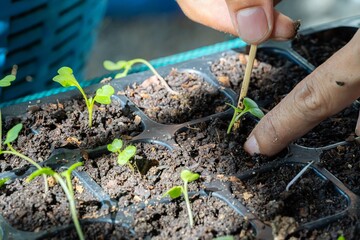 Gardeners are transplanting vegetable seedlings into seed trays so that the vegetables can grow...