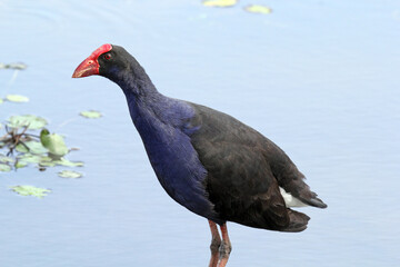 Australasian swamphen bird standing next to a lake of water
