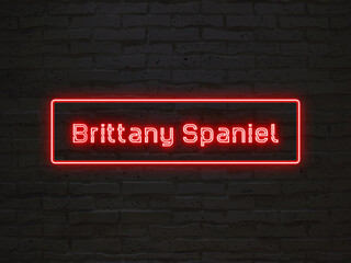 Fototapeta na wymiar Brittany Spaniel のネオン文字