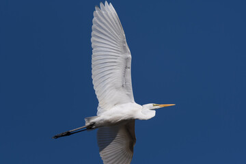シラサギの飛翔（チュウダイサギ）