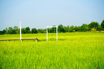 A wooden walkway bridge extends out into the middle of the rice field for sit and swing on the...