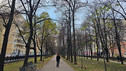  Park alley with yellowed trees.