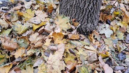 Fallen autumn foliage at the foot of the tree.