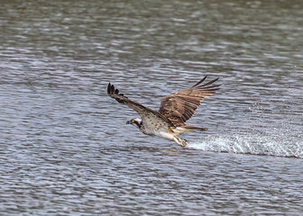 Osprey in a classic takeoff pose from water surface after a dive