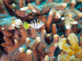 ヒリゾ浜の美しいエンタクミドリイシ（テーブルサンゴ）と可愛いナンヨウハギ（ニザダイ科）フタスジリュウキュウスズメダイ、ミツボシクロスズメダイ（スズメダイ科）の幼魚他。

静岡県伊豆半島賀茂郡南伊豆町中木から渡し船で渡るヒリゾ浜にて。
2023年10月28日水中撮影。

A Cute Palette surgeonfish and Reticulated Dascyllus and Threespo