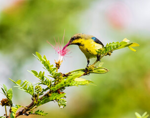 Yellow sunbird in its natural habitat sucking nectar from a flower