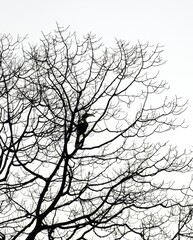 Fototapeta premium The Great Hornbill silhouetted against the backdrop of a dry tree depicting the web of life