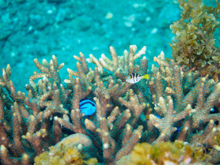 ヒリゾ浜の美しいエンタクミドリイシ（テーブルサンゴ）と可愛いナンヨウハギ（ニザダイ科）フタスジリュウキュウスズメダイ、ミツボシクロスズメダイ（スズメダイ科）の幼魚他。

静岡県伊豆半島賀茂郡南伊豆町中木から渡し船で渡るヒリゾ浜にて。
2023年10月28日水中撮影。

A Cute Palette surgeonfish and Reticulated Dascyllus and Threespo
