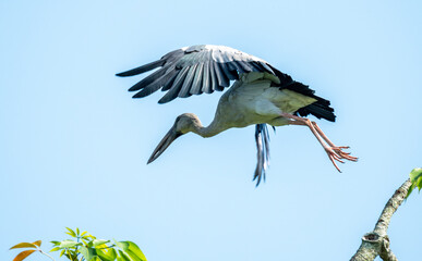 Asian Open Bill closeup in flight shot