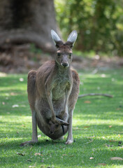 kangaroo and joey