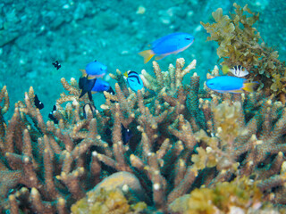 ヒリゾ浜の美しいエンタクミドリイシ（テーブルサンゴ）と可愛いナンヨウハギ（ニザダイ科）フタスジリュウキュウスズメダイ、ミツボシクロスズメダイ（スズメダイ科）の幼魚他。

静岡県伊豆半島賀茂郡南伊豆町中木から渡し船で渡るヒリゾ浜にて。
2023年10月28日水中撮影。

A Cute Palette surgeonfish and Reticulated Dascyllus and Threespo