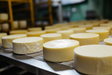 Photo of a variety of cheeses on a moving conveyor belt. Industrial cheese production plant. Modern technologies. Production of different types of cheese at the factory. - obrazy, fototapety, plakaty