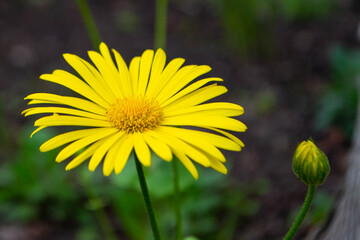 Fleeting Moments Cherishing the Beauty of Blooming Flowers