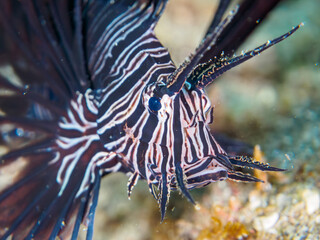 ヒリゾ浜の美しい黒色変異体のハナミノカサゴ（ミノカサゴ亜科）の幼魚。

静岡県伊豆半島賀茂郡南伊豆町中木から渡し船で渡るヒリゾ浜にて。
2023年10月28日水中撮影。

The Beautiful the black mutant Red Lionfish juvenile. 

HIRIZO Beach, Nakagi, South IZU, Kamo-gun, Izu Peninsula, 