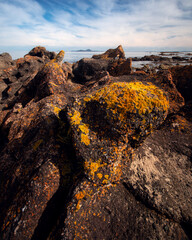 Yellow lichen on rocks near ocean at Broughton Island in NSW