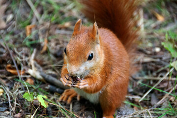a red squirrel in a clearing takes a nut from a hand.