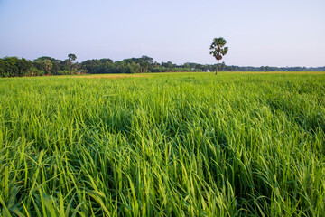 agriculture Landscape view of the grain  rice field in the countryside of Bangladesh