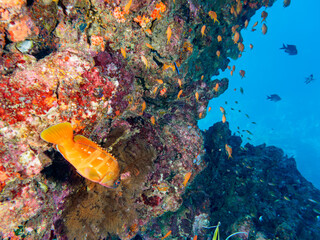 ヒリゾ浜のドロップオフの美しいキンギョハナダイ（ハナダイ亜科）、キホシスズメダイ（スズメダイ科）、アカハタ（ハタ科）他の群れ。

静岡県伊豆半島賀茂郡南伊豆町中木から渡し船で渡るヒリゾ浜にて。
2023年10月28日水中撮影。

A school of the Beautiful Sea Goldie and Northern yellow-spotted chromis and Blacktip