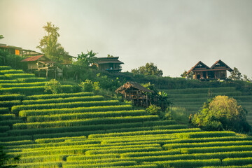 Landscape of green rice terraces amidst mountain agriculture. Travel destinations in Chiangmai,...