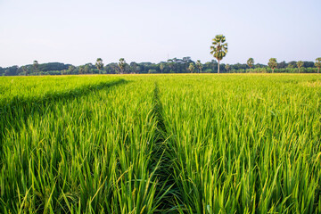 agriculture Landscape view of the grain  rice field in the countryside of Bangladesh