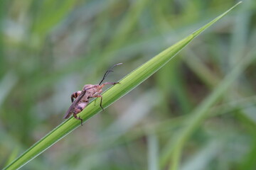 Small Tessaratoma papillosa found in forests and grasslands.