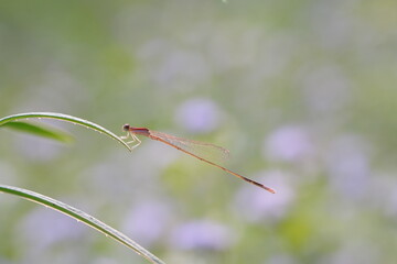 Dragonflies found in the forest.