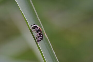 Anthophila found in the forest.