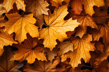 Fototapeta premium Autumn leaves on the ground, background, wallpaper