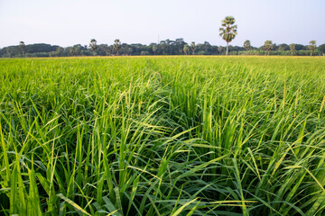 agriculture Landscape view of the grain  rice field in the countryside of Bangladesh