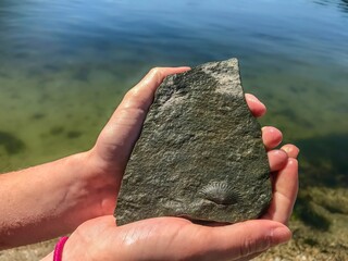 Shell fossil print on rock 