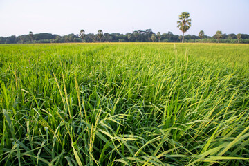 agriculture Landscape view of the grain  rice field in the countryside of Bangladesh