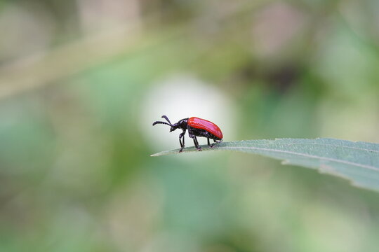 Lilioceris cheni on a white background.