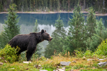 Big brown bear in the forest with lake