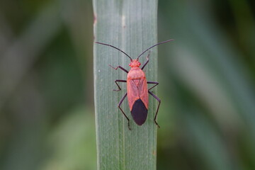 Small Tessaratoma papillosa found in forests and grasslands.