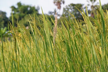 Green nature landscape with Paddy jasmine rice field in thailand.