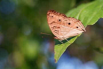 Zizina otis is found in forests and grasslands.
