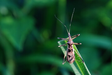 Harpactorinae Found in natural forests.