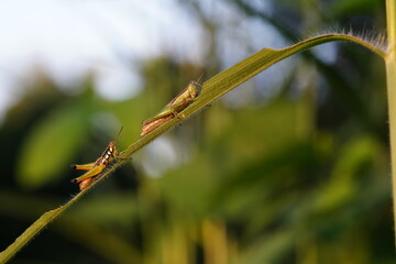 Grasshoppers found in natural forests.
