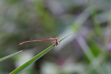 Dragonflies found in the forest.