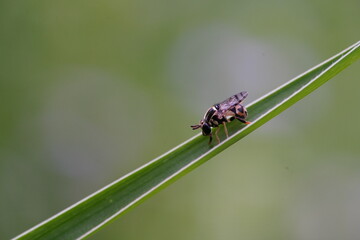 Naklejka premium Anthophila found in the forest.