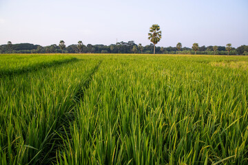 agriculture Landscape view of the grain  rice field in the countryside of Bangladesh