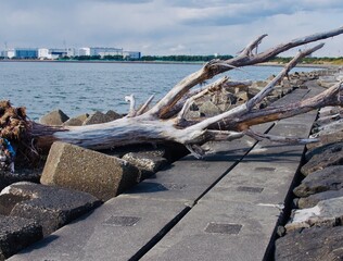 海辺に漂着した流木