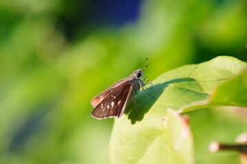 Hesperiidae is found in forests and grasslands.