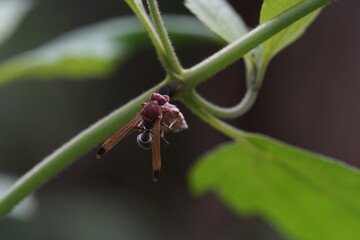 Fototapeta premium Oriental hornet found in vegetable plots.