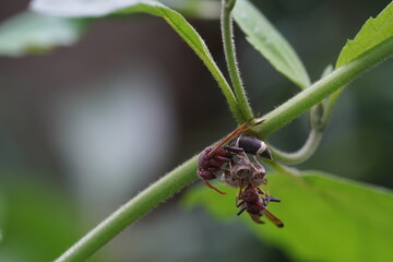 Oriental hornet found in vegetable plots.
